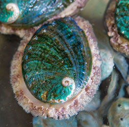 Abalone