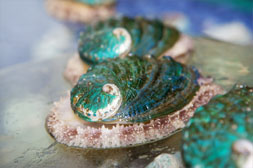 Connemara Abalone